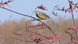 Eastern Meadowlark, audio of call