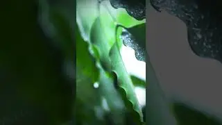Kangen - это фильтр? @ionwru
