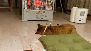 サビちゃんの頭が落ちるのをただ見ててほしい