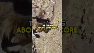 Markhor Facts! #shorts #short #shortvideo #facts #wildlife #goats #animals #nature #subscribe