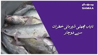 Nayab Machli Shermani Khatrat Se Dochar  | SAMAA TV - 30 November 2018