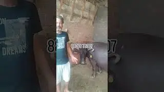 ਚੋਥਾ ਸੂਆ ਮੱਝ। ਸੇਲ ਆ ਚੰਗੇ ਦੁੱਧ ਵਾਲੀ ਫੋਨ 88376 76007