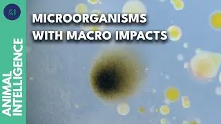 Why the bacteria in the air are so vital for us | AI