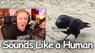 Philza Reacts to the Talking Crow