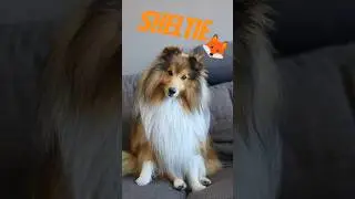🦊💫shltie dog💫🦊 #dogshorts #dog #pets #dogs #sheltie #doglove