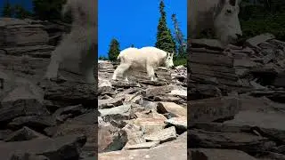 Mountain Goat Encounter!  Hiking in North Idaho #1