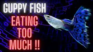 Guppy Fish Care - Why Is My Guppy Fish Eating Too Much ?