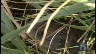 Jack Hubley's Mightiest Mammal -- The Meadow Vole