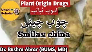Chobchini / چوب چینی/ Smilax china || unani scholar