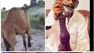 full video Marne wali camel 🐪#Camels #DesertLife #AnimalFacts #Nature #Educational #Evolutio#shorts