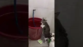 Playful cat's bathroom water adventure: a quirky scene from Cerme, Indonesia
