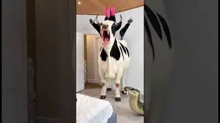 Marvelous Dancing Polish Cow funny cow dance Cow Song gorilla cow farm Anaconda Snake cow milk