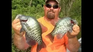 Buck Brush Crappie on Rend Lake IL