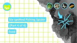 Six spotted Fishing Spider (Part 4 of 4) Food #short