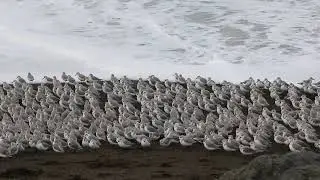 Birds running from waves