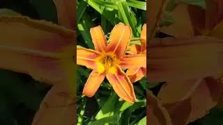 Beautiful Orange Daylily flowers