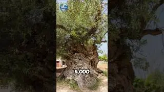 Meet the 4,000-Year-Old Olive Tree That Witnessed History #shorts #history