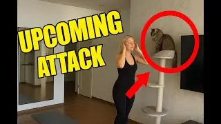 Daily Videos of Animals 😂 - Cats and Owners- DAY 3