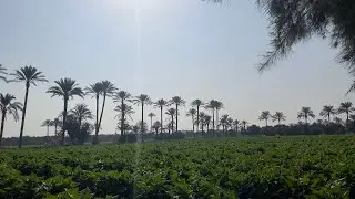 CLP مزرعة للبيع 28 فدان زمام المنصورية اول طريق مصر اسكندرية الصحراوي