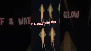 Glowing Squid 🐙🦑 Soft Plastic Lure Creation #fishing #softplastics #handmadelures #squid #diyfishing
