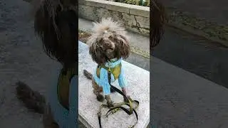 Hundemodel gefertigt aus au&szlig;ergew&ouml;hnlichen Couture Stoffen