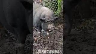 Black Piglet, Pink Pig And Farmer. Care on a Dutch farm. Animals on a walk.