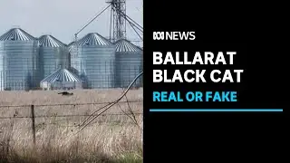 Black cat video prompts calls to contain feral felines | ABC News