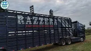 Descarregamento de Bezerros em Amambai MS