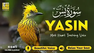 Peaceful Surah Yasin for Deep Sleep, Sadness, Worry ✦ Relaxing Quran Audio Yaseen (سورة يس)