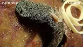 Doriprismatica stellata | Project Nudibranch