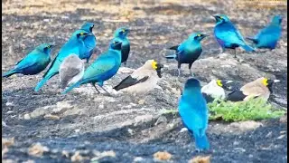 Greater blue-eared and wattled starlings bath time at Ol Donyo - africam.com