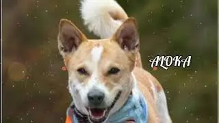 Aloka ( Peace Dog ) - Avalon ( Music & Edits )