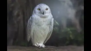Sounds of variant Owls hooting at night video, hoot  to relax, sleep 🦉