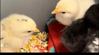 It’s a Happy Wednesday 😊🫶😊. Just Wanted to Show off Some new Baby Chicks 🐤 
