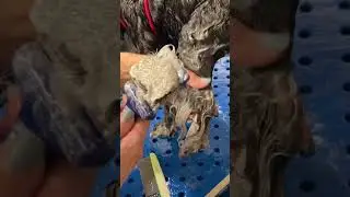 Easy dog De-mat