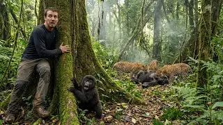 Baby Gorilla Crying for Help, You Won't Believe What Happened Next
