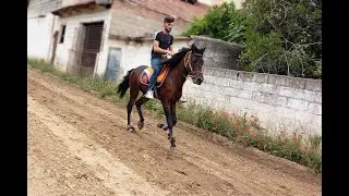 Tek Nalın Sesi
