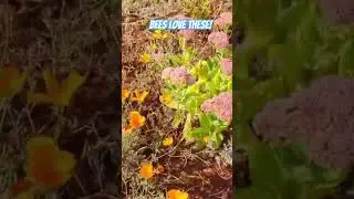 Plant these Drought Tolerant Flowers and Attract More Bees!#bees #poppies #garden