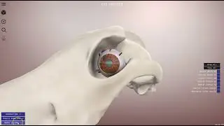 Canine eye extrinsic musculature - 3D Veterinary Anatomy