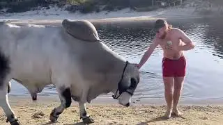 Bull Riding Brucey Brahman Style #australia #video #world #pbr