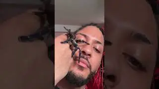 Die giftigste und sch&ouml;nste vogelspinne! 🤯🕷️ #tiere #trending #tierliebe #animal #spinne #nature