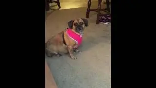 Puggle watching TV
