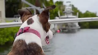 10 minutes of Dog's free stock videos compilation (free download)
