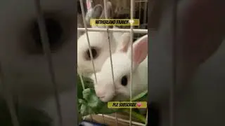 Netherland Dwarf Bunny the best pet #brazil #rabbit #bunny #coelhoanao #netherlanddwarfbunny un