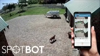 SPOTBOT detection video.