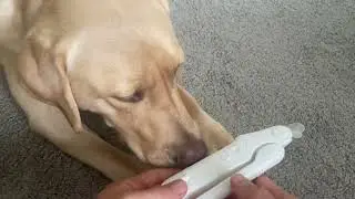Honest Review of UNIWA Dog Nail Grinder with Trimmers 2-in-1