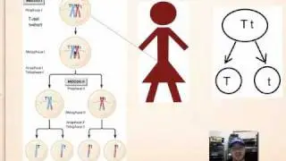 GENETICS How to get Gamete Genotypes from Parent Genotypes