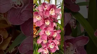 Exotic Cymbidium orchids bloom on display. #orchid #gardening #flowers #orchidbloom