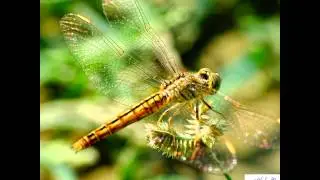Macro Photography Using Raynox DCR-250 Snap on lens