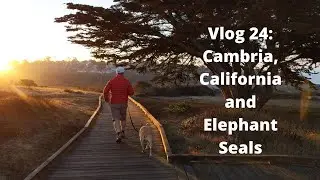 Breakfast by the Ocean and Elephant Seals in Cambria, California No. 24